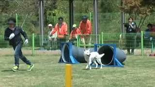 Korea Jindo Dog - agility (2)