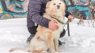 Сначала будете плакать Потом улыбаться Спасение бездомной собаки Снежка после нападения алабая