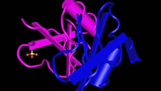 Beta Defensin 2