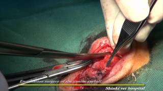 Enucleation surgery of the canine eyeball
