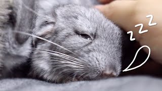 10일차♡정말 쉬운 아기친칠라 재우는 방법! (Baby Chinchilla)