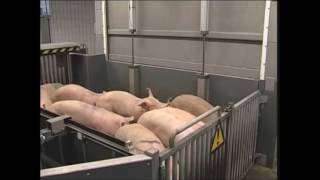 south Australia pork manufacturing