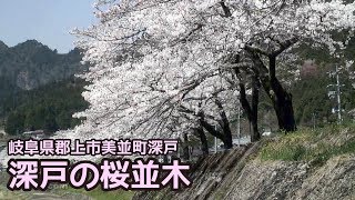 【岐阜県郡上市】美並町 深戸の桜並木