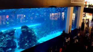 Dubai Mall Aquarium