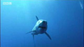 Ragged tooth shark babies learn the rules of the ocean - BBC wildlife