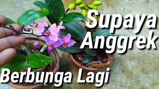 Agar Anggrek Cepat Berbunga