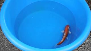 Doitsu Hariwake Israeli Koi 14" 36cm HPK13125