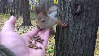 Тот Самый бельчонок. И другая белка, которая стала ручной / The same squirrel and another squirrel