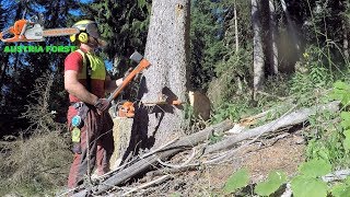 Fällen und entasten eines Baumes mal aus einem anderen Blickfeld