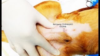 kriptorh ectomya кастрация крипторха