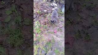 смешные кошки, cats & mouses, Funny cats, игра в прятки ТОМ И ДЖЕРРИ