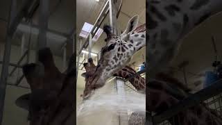 Giraffe Water Fountain - Cincinnati Zoo #shorts