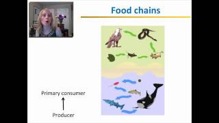 Energy Transfer Within Ecosystems