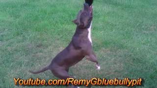 Correct Female Blue Pitbull Tugging Spring Pole Part 2