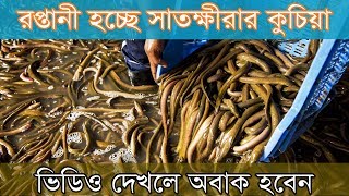 রপ্তানী হচ্ছে সাতক্ষীরার কুচিয়া,  Kuchia export from Satkhira  #Balaram_Mahalder