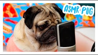 ASMR Pug