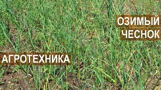 Озимый чеснок. Агротехника. Советы Сузана В. Г.