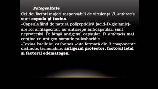 Bacillus anthracis   Bacili Gram Pozitivi