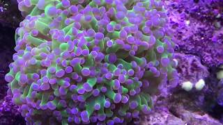 best led lighting for reef tanks on a budget - Finnex FugeRay Marine+ II saltwater tank LED Light