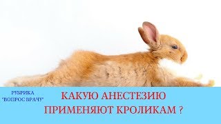 09.03.18 Анестезия кроликов. Ингаляционный (газовый) наркоз