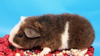 Морская свинка. Как купать.