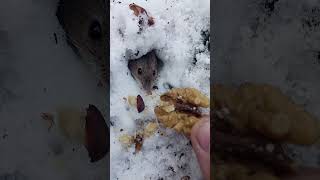 Мышка не отказалась от орешка / The mouse did not refuse the nut