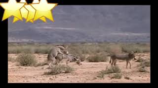 Little virgin  donkey mating