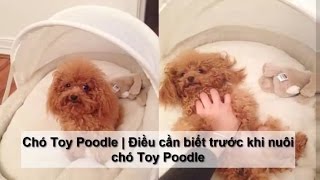 Chó Toy Poodle Điều cần biết trước khi nuôi chó Toy Poodle
