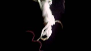 Cat unbirth