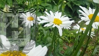 Видеофон - Цветы, Ромашки крупным планом. (скачать, футаж))