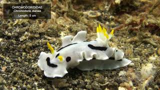 Nudibranchs - Colourful Sea Slugs