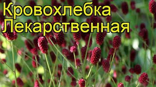 Кровохлебка лекарственная. Краткий обзор, описание характеристик sanguisorba officinalis