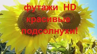 Подсолнухи, красивые подсолнухи футажи HD