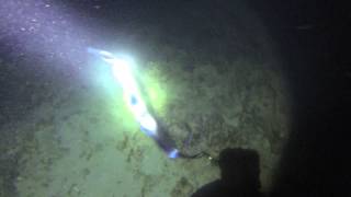 Mysterious unknown sea creature caught on tape during night dive.
