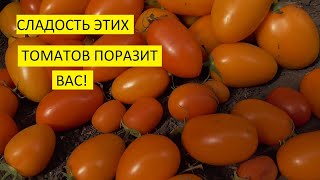 Самые сладкие томаты! Томат Русские колокола (№35) - сладкий, красивый! Для теплиц и о. грунта!