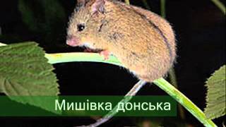 Тварини Червоної книги України