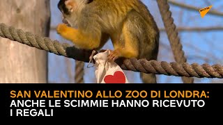 San Valentino allo zoo di Londra: anche le scimmie hanno ricevuto i regali