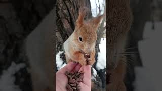 На ладони спокойнее / It's calmer in the palm of your hand