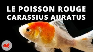 Poisson rouge - Carassius auratus ✔