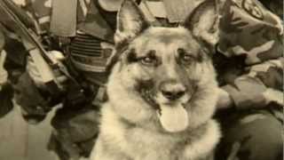 Animal Heroes | Storyteller Media
