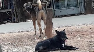 Rural Big Dog want to Struggle each other for Female Street Dog