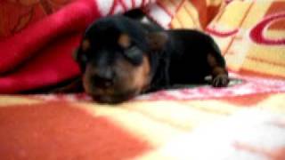 pinscher filhote chorando
