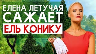 Как сажать ель “Коника”? Сажаем ель “Коника” с Еленой Летучей.
