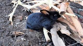 Кролики в вольере  Питание Rabbits in the aviary, food