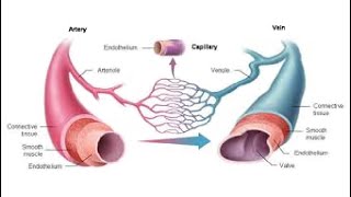 Get Rid of Spider and Varicose Veins + Healthy Blood Vessels and Circulation - Gentle Rain Sounds