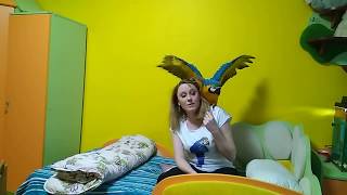 Последствия для дома: содержание большого попугая 5 серия