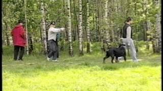 Ротвейлер. собака - телохранитель rottweiler bodyguard