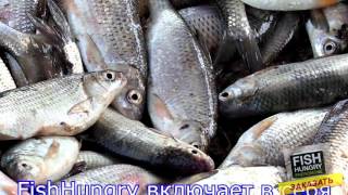активатор клева фиш фермент