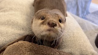 久しぶりに飼い主を噛んでしまって放心状態になったカワウソ otter stiffens up after biting its owner