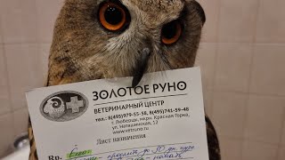 Опять у ветеринара стрессируем сову Ёль. Внутренний мир возмущённой совы